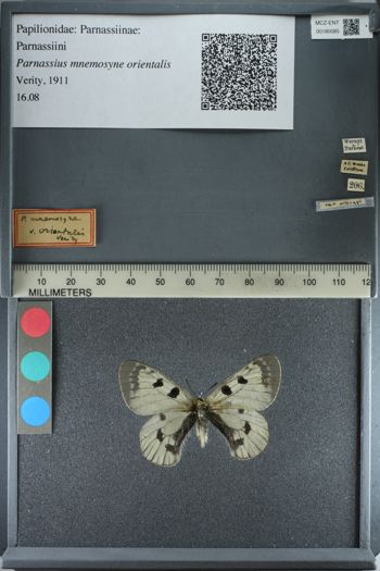 Media type: image;   Entomology 180085